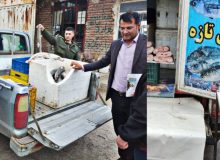 کشف و ضبط گوشت کوسه در بناب