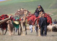 کوچ عشایر استان‌های آذربایجان شرقی و غربی به مراتع سهند
