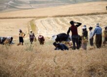 پیش بینی تولید ۳۰ هزار تن نخود در آذربایجان شرقی